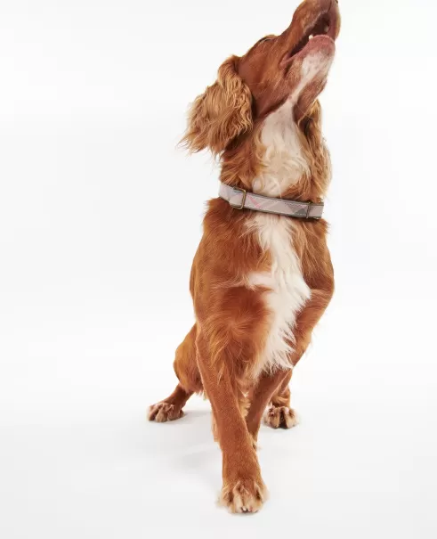 Taupe/Pink Tartan Accessories Collars & Harnesses Barbour Reflective Tartan Dog Collar Intuitive